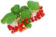 Red berries