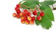 Red berries