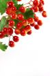 Red berries