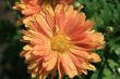 Red daisy