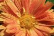Red daisy