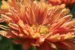 Red daisy