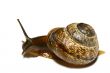 isolated shell