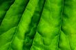 green leaf