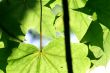 green leaf