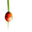 ladybug on grass