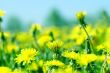 dandelion field