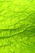 green leaf