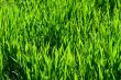 Green grass
