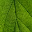 green leaf