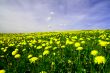 dandelion landscape
