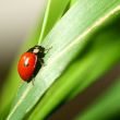 ladybug on grass