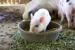 Three week old baby piglets