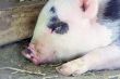 Three week old baby piglets