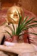 Buddha with plant