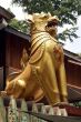Golden lion