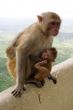 Monkeys