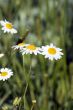 The camomiles on green meadow.