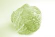Green cabbage vegetable