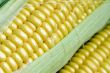 maize cob detail with green leaves