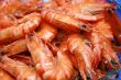 shrimp