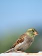 eating sparrow #3