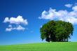 green grass field and a bunch of trees