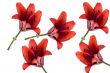 Tiger Lily Background