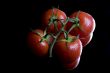 tomatoes