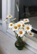 Bouquet of camomiles