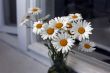 Bouquet of camomiles