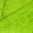 green leaf