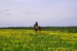 horse rider