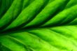 green leaf