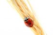 ladybug on wheat