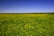 dandelion landscape