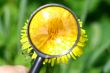 yellow dandelion