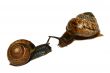 isolated shell