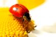 ladybug on camomile