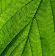 green leaf