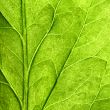 green leaf