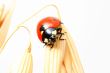 ladybug on wheat