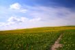 dandelion landscape