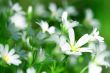 white spring flowers
