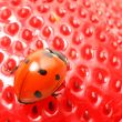 ladybug gourmet