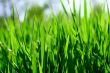 green grass fild