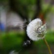 wish dandelion