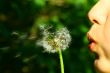 dandelion wish