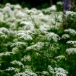 summer flower