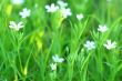 spring flowers